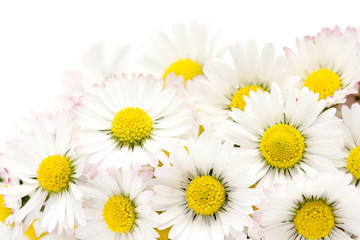 Obraz na płótnie Canvas background of blooming daisies