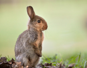 lapin animal compagnon ferme nature pâque herbe sauvage faune