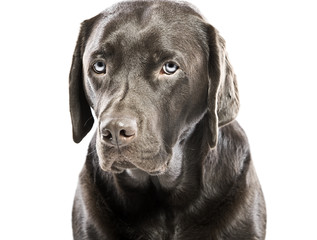 Sad Looking Labrador with Blue Eyes
