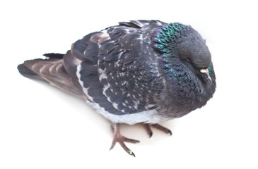 Dove isolated