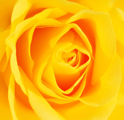 gelbe rose #1