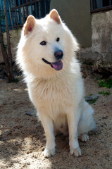 Obraz premium Samoyed dog