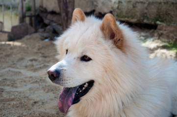 Obraz premium Samoyed dog