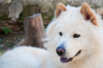 Obraz premium Samoyed dog