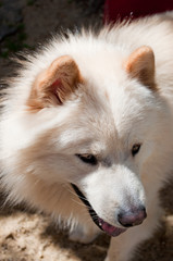 Obraz premium Samoyed dog