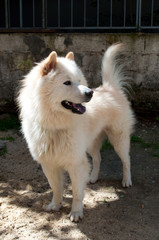 Obraz premium Samoyed dog
