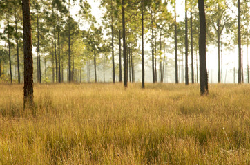Pine forest in Thailand