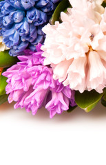 Fototapeta premium hyacinth