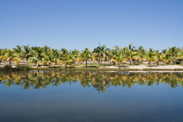 Fototapeta premium Palm grove