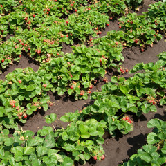 Obraz premium strawberries