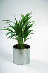 Palme