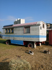 Alter Zirkuswagen am ehemaligen Hafen 2 imit Gänsen aufd er Wiese m Sommer bei blauem Himmel und...