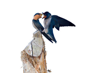 Couple d'hirondelle © PACO COMO