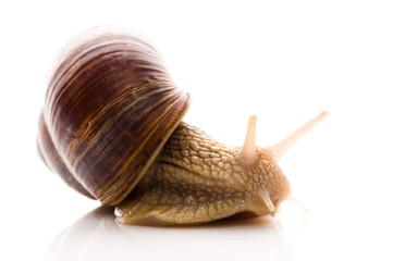 Snail