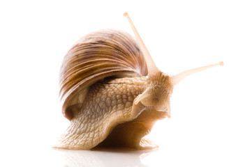 Snail