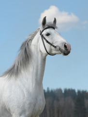 Grey horse, portrait