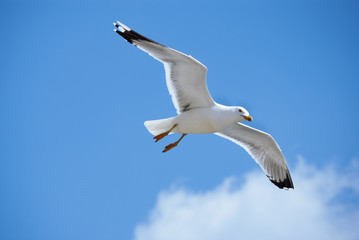 bird