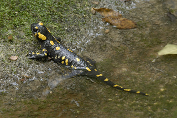 Fire Salamander on creek edge (Salamandra salamandra) .