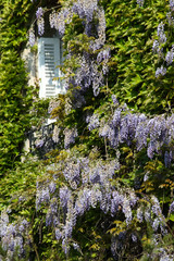 glycine