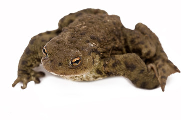 Toad