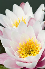 Closeup of white, pink and yellow Watelily flowers
