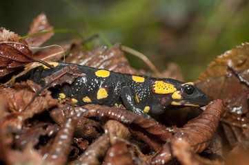 Fire Salamander  (Salamandra salamandra) .
