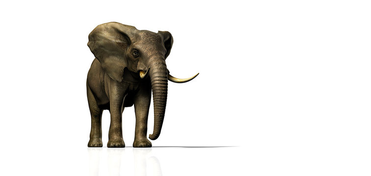 elefant frontal