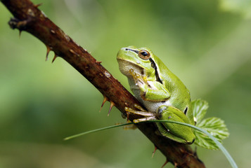 Green tree frog sitting on the twig