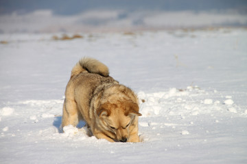 Hund tobt im Schnee