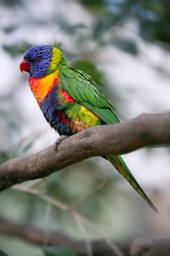 Little rainbow parrot lorikeet Trichoglossus haematodus