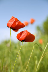 Beautiful flowers of red poppy