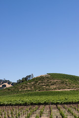 Napa Valley vineyard