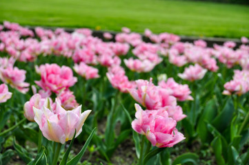 Fototapeta premium Blumen