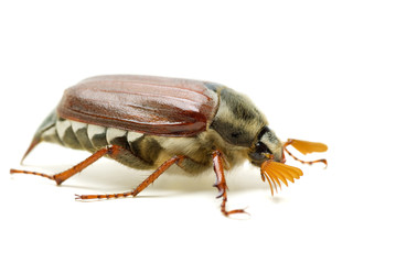May-bug (tree beetle, Melontha Vulgaris)