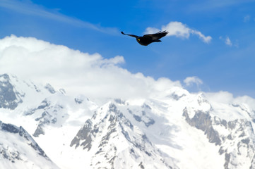 Alpine Chough (Pyrrhocorax graculus)