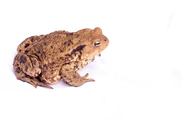 Toad