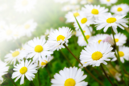 a group of daisies closeup