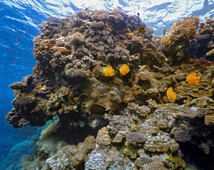 Fototapeta na wymiar Coral scene - panorama
