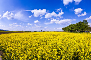 Obraz premium yellow rape field in spring