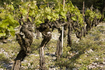 ceps de vigne en savoie