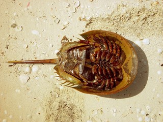 atlantic horseshoe crab limulus polyphemus