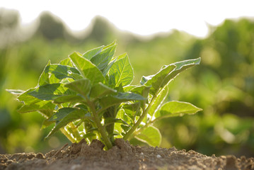Kartoffelpflanze auf Acker lichtdurchflutet