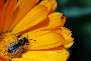 Two bugs on bright orange Calendula flower