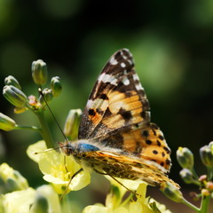 Colorful butterfly