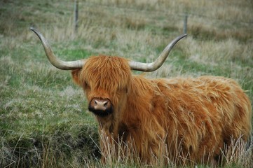 brown highland cow with serious horns