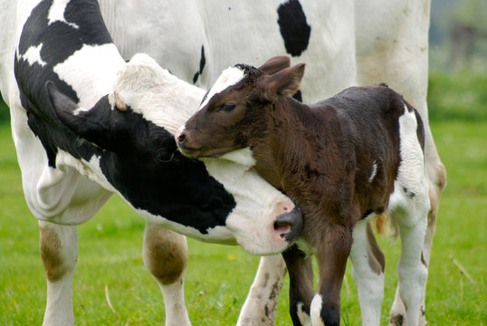 Kuh und Kalb auf saftiger Wiese