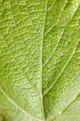 Green leaf background