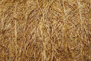 Golden straw background