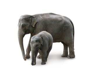 Fototapeta na wymiar Elephants - mother and baby, isolated, path, shadow