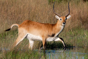 Naklejka na ściany i meble Red Lechwe Antelope